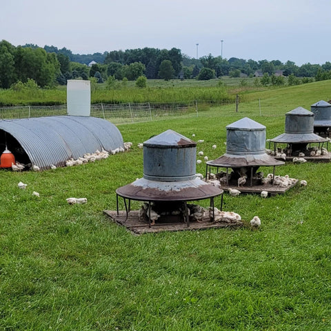 The Pasture Box - Local Pastures