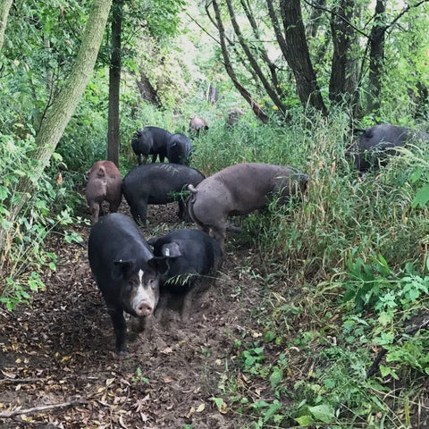 The Pasture Box - Local Pastures