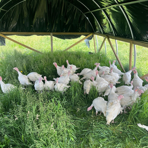 The Pasture Box - Local Pastures
