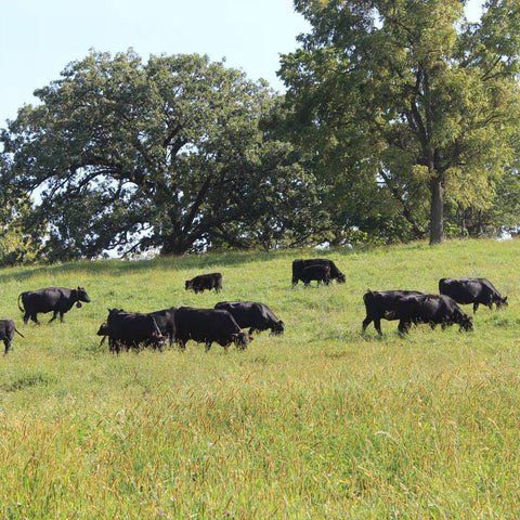 The Pasture Box - Local Pastures