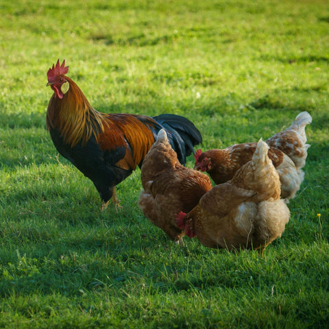 No Farmer Preference - Local Pastures