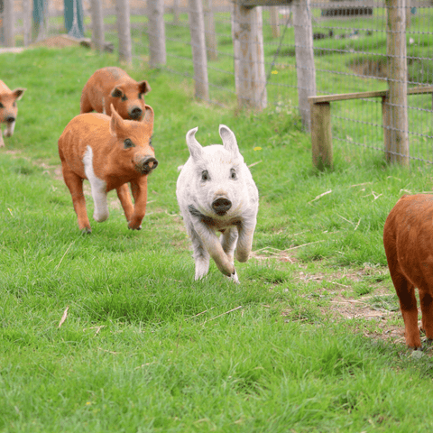 No Farmer Preference - Local Pastures