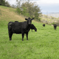 No Farmer Preference - Local Pastures