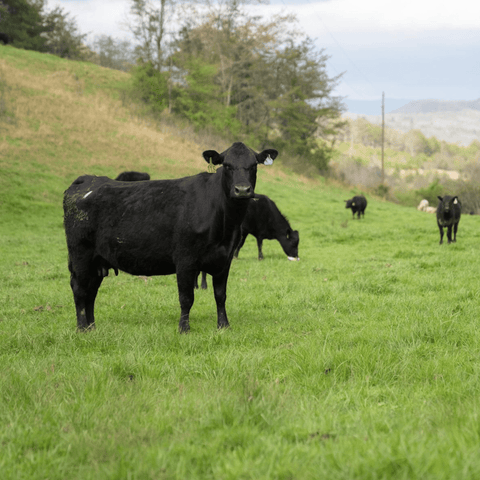 No Farmer Preference - Local Pastures